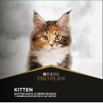 y-proplan-kitten (4)